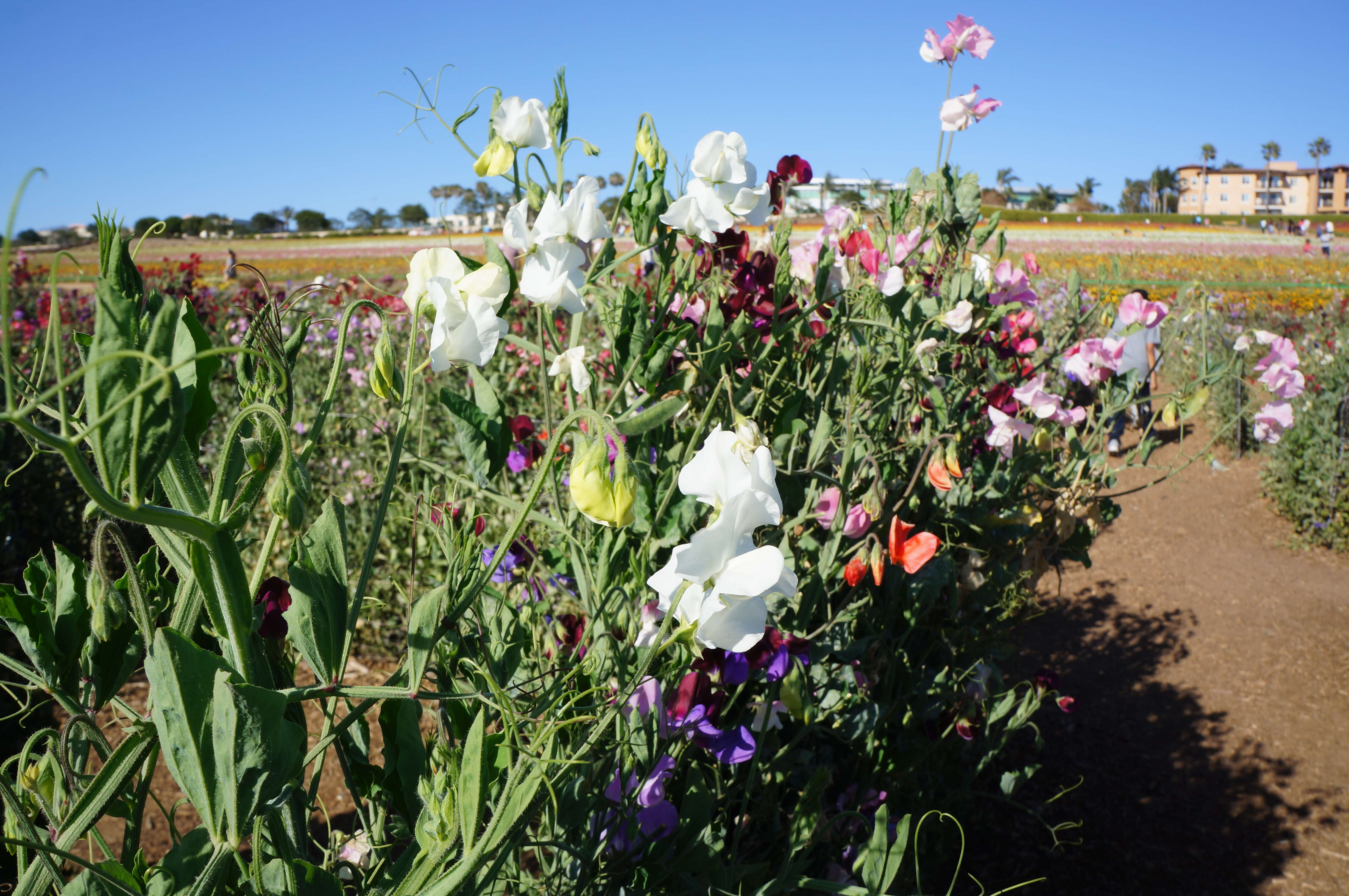 Image of Sweet Pea