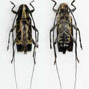 Image of Colobothea forcipata Bates 1865