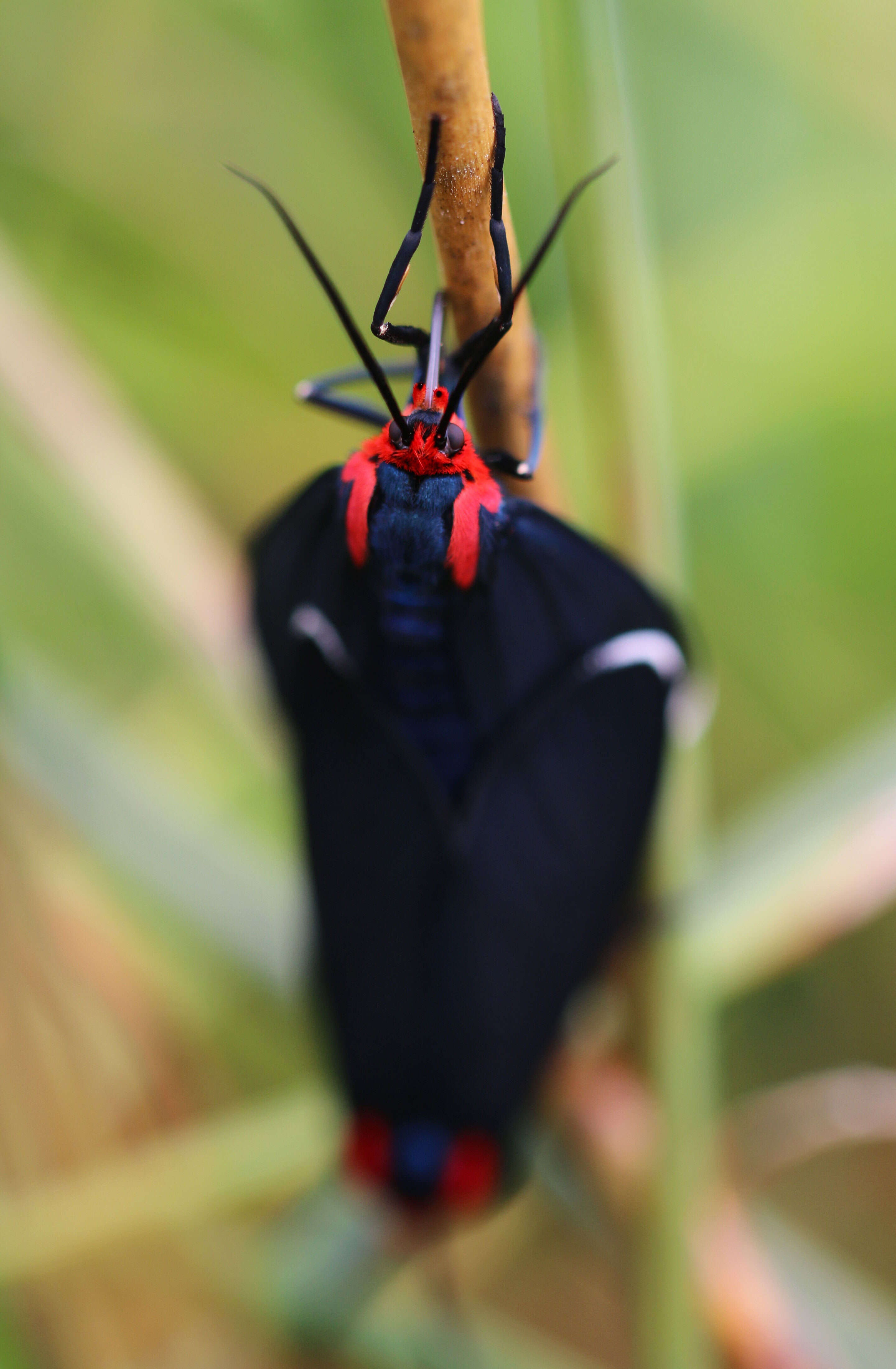 Image de Ctenucha rubroscapus