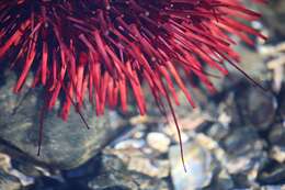Image of Red sea urchin