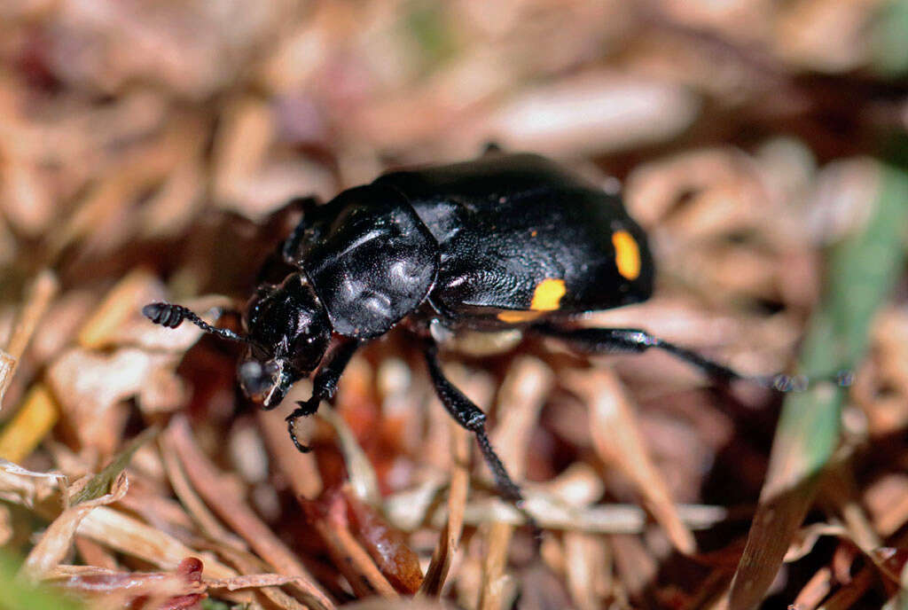 Image of Nicrophorus (Nicrophorus) defodiens (Mannerheim 1846)