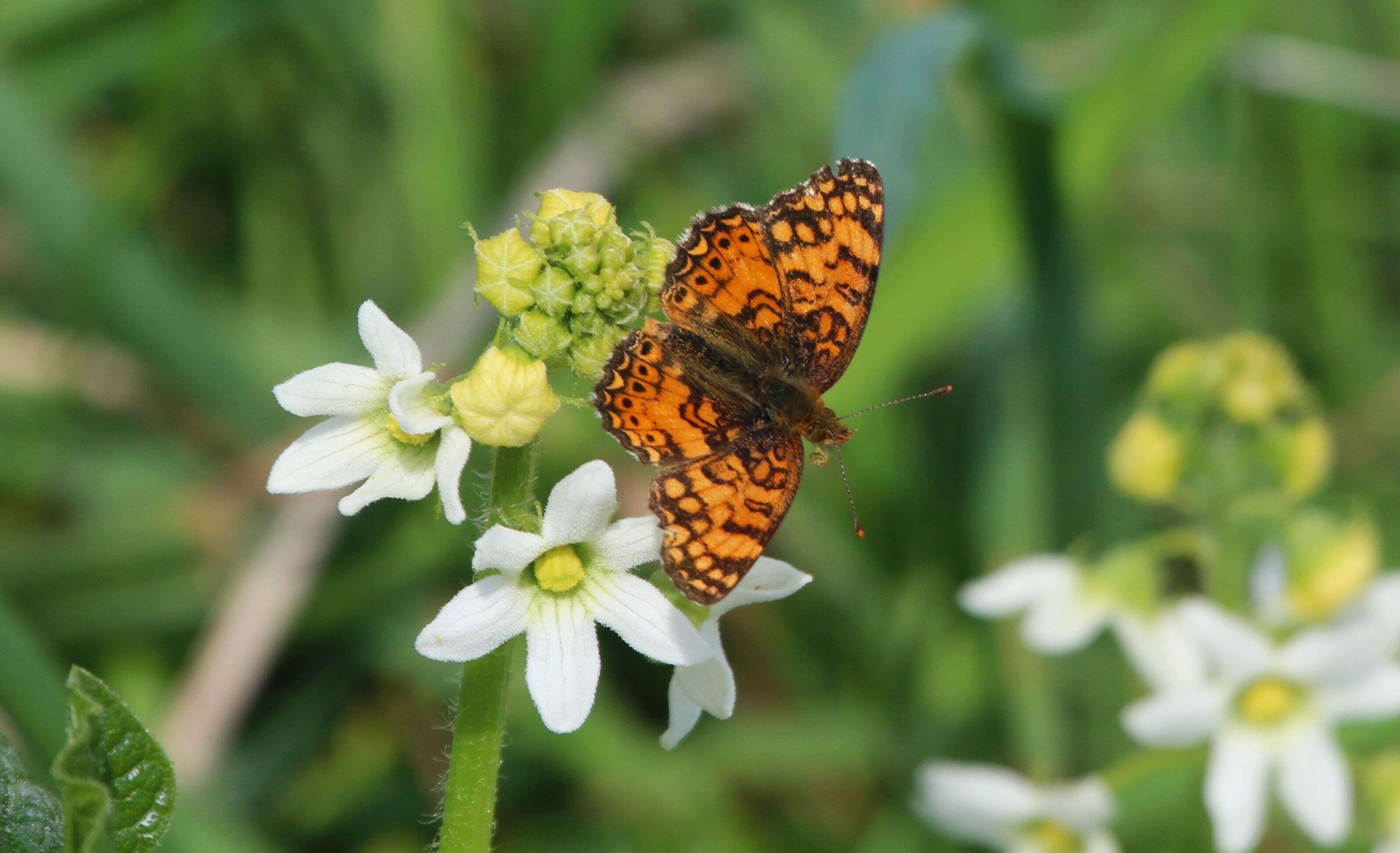 Image of Phyciodes mylitta