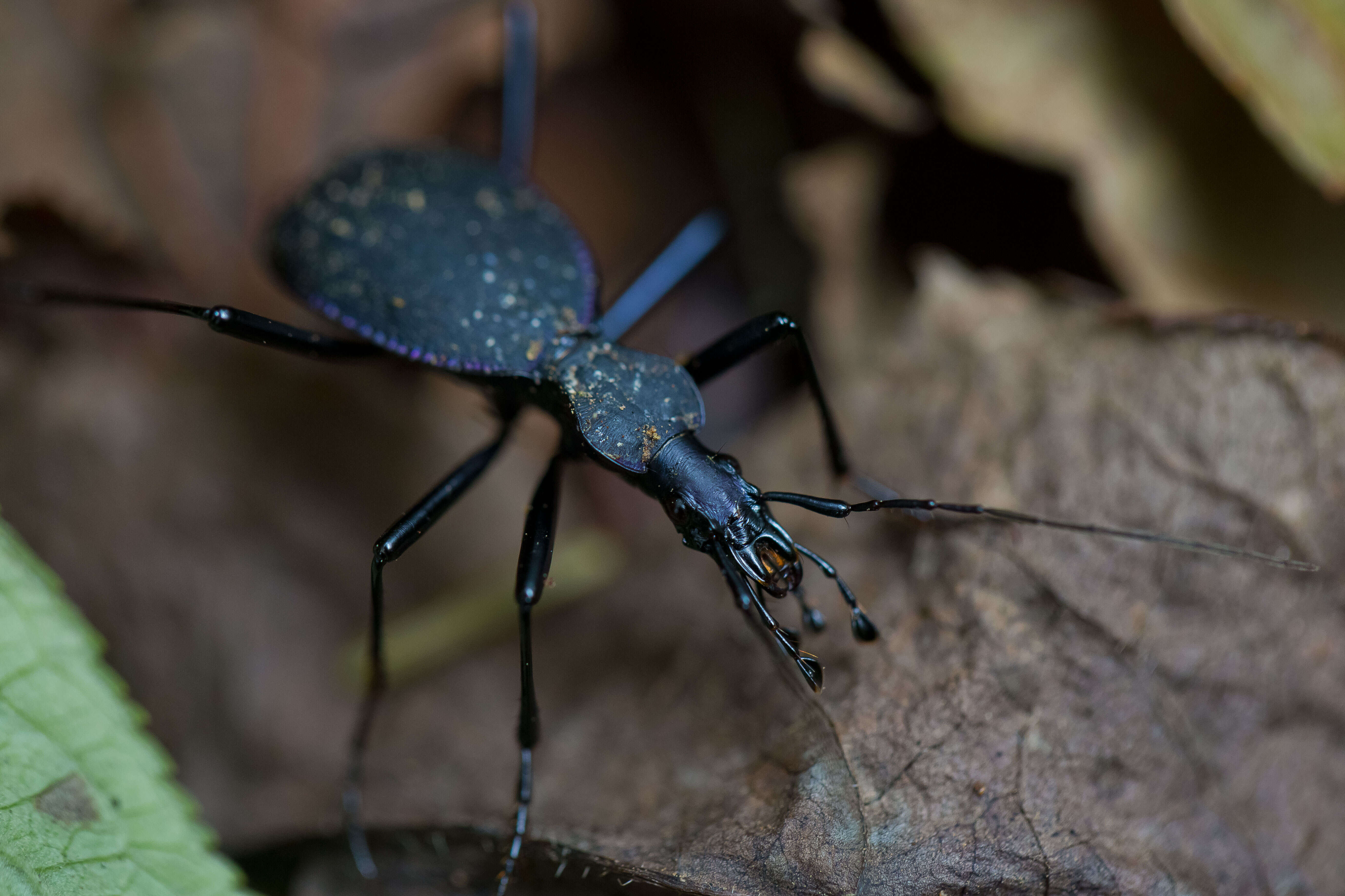 صورة Scaphinotus (Stenocantharus) angusticollis (Mannerheim 1823)