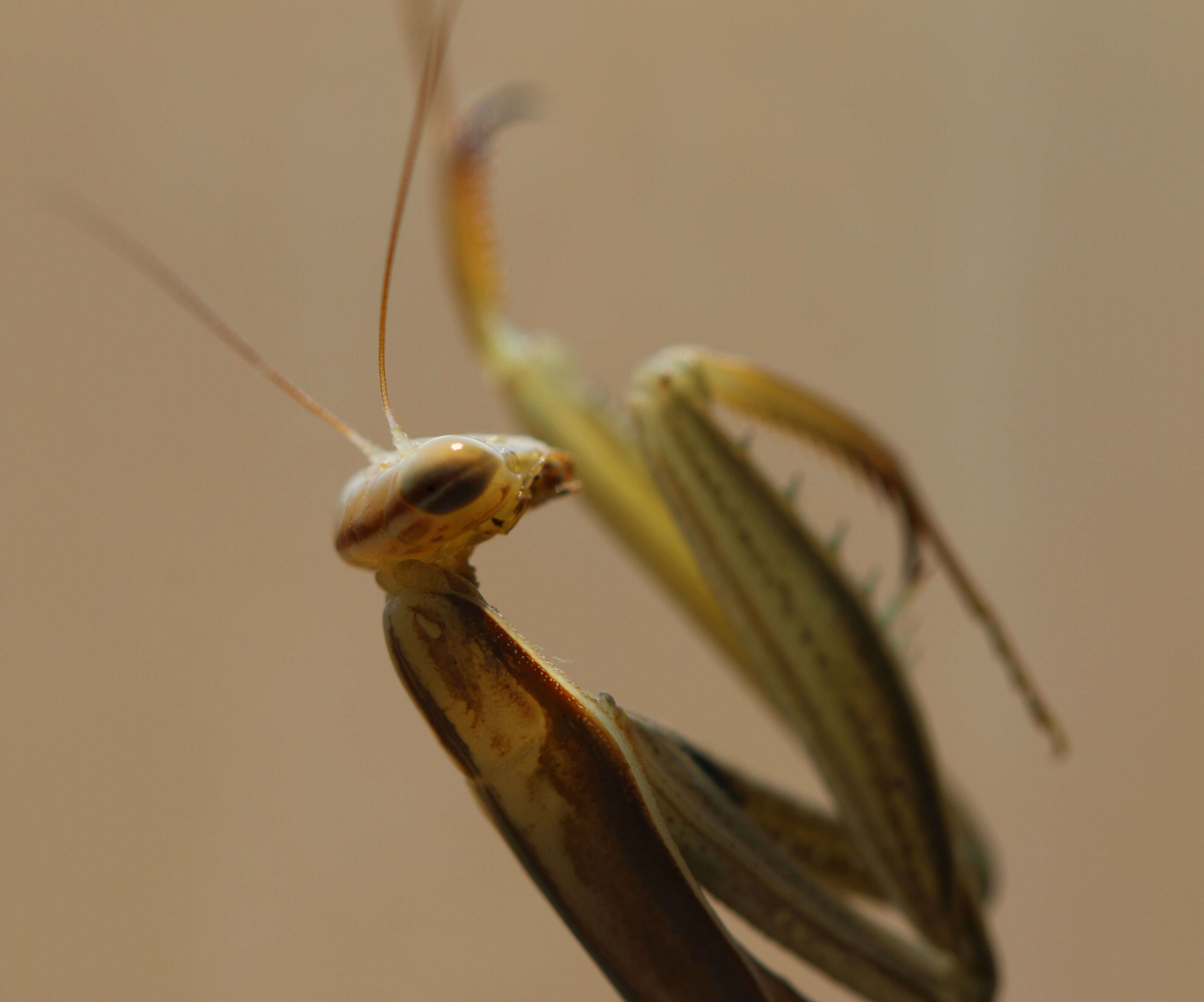 Image of California Mantis