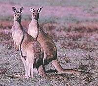 Macropus fuliginosus (Desmarest 1817) resmi