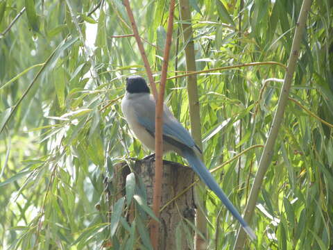 Image of Azure-winged Magpie