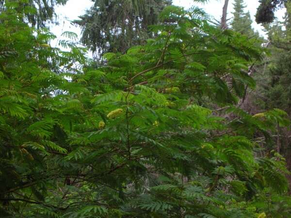 Image of plume albizia