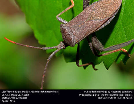 Image of Acanthocephala