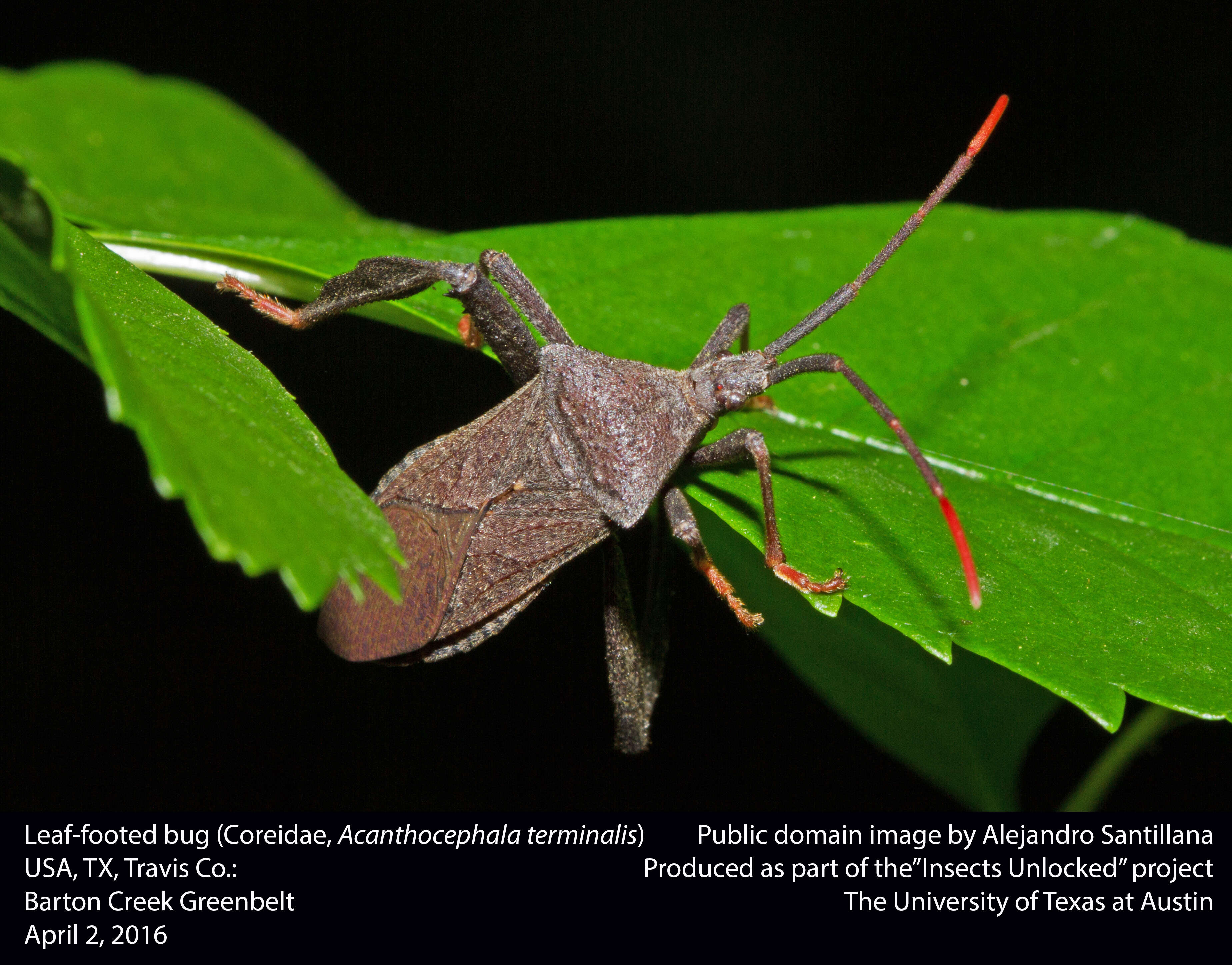 Image de Acanthocephala