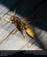 Image of Western Paper Wasp