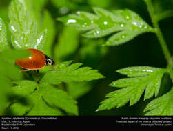 Image of Spotless Lady Beetles