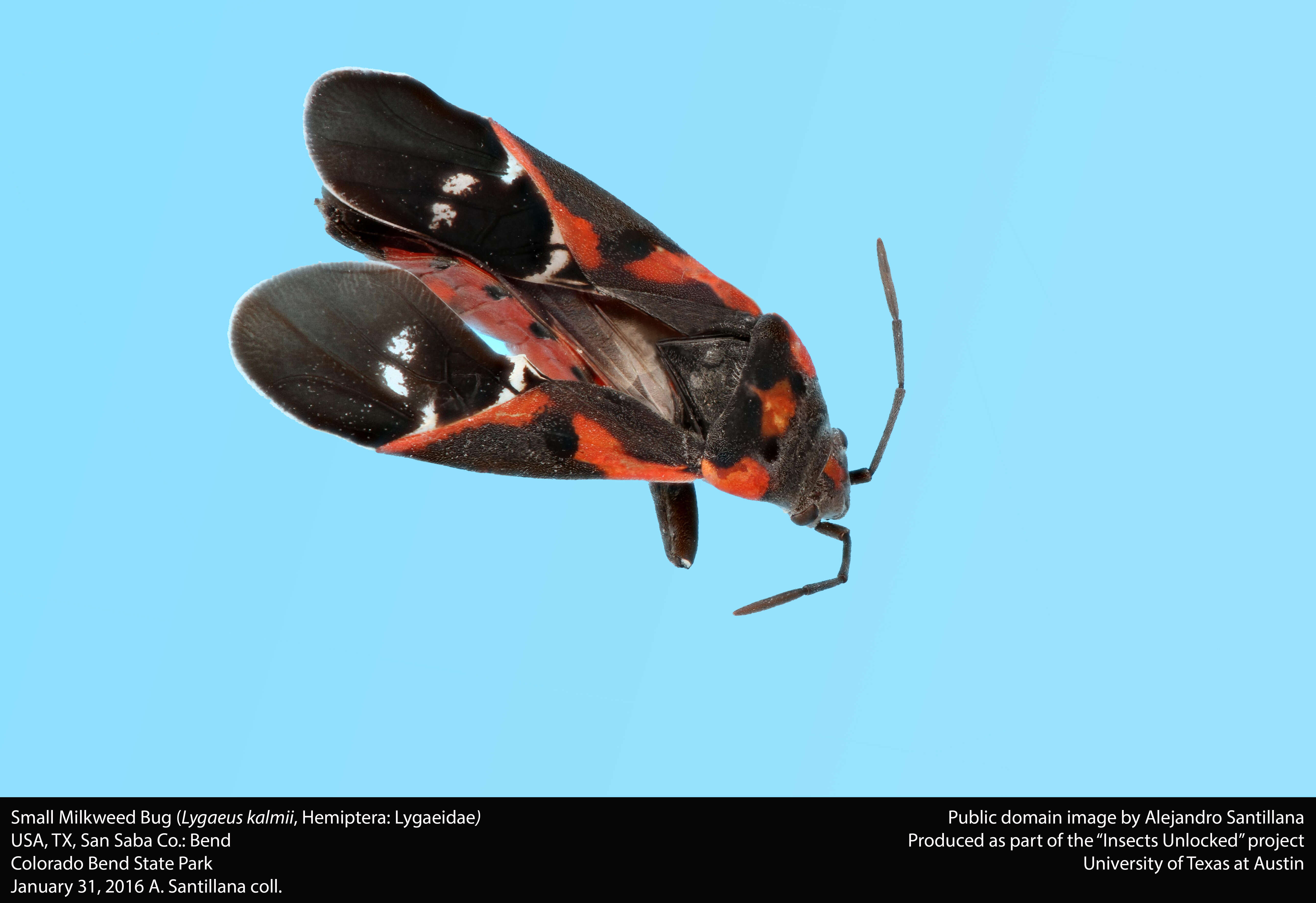 Image of Common milkweed bug