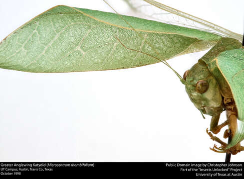 Image of Greater Angle-wing Katydid