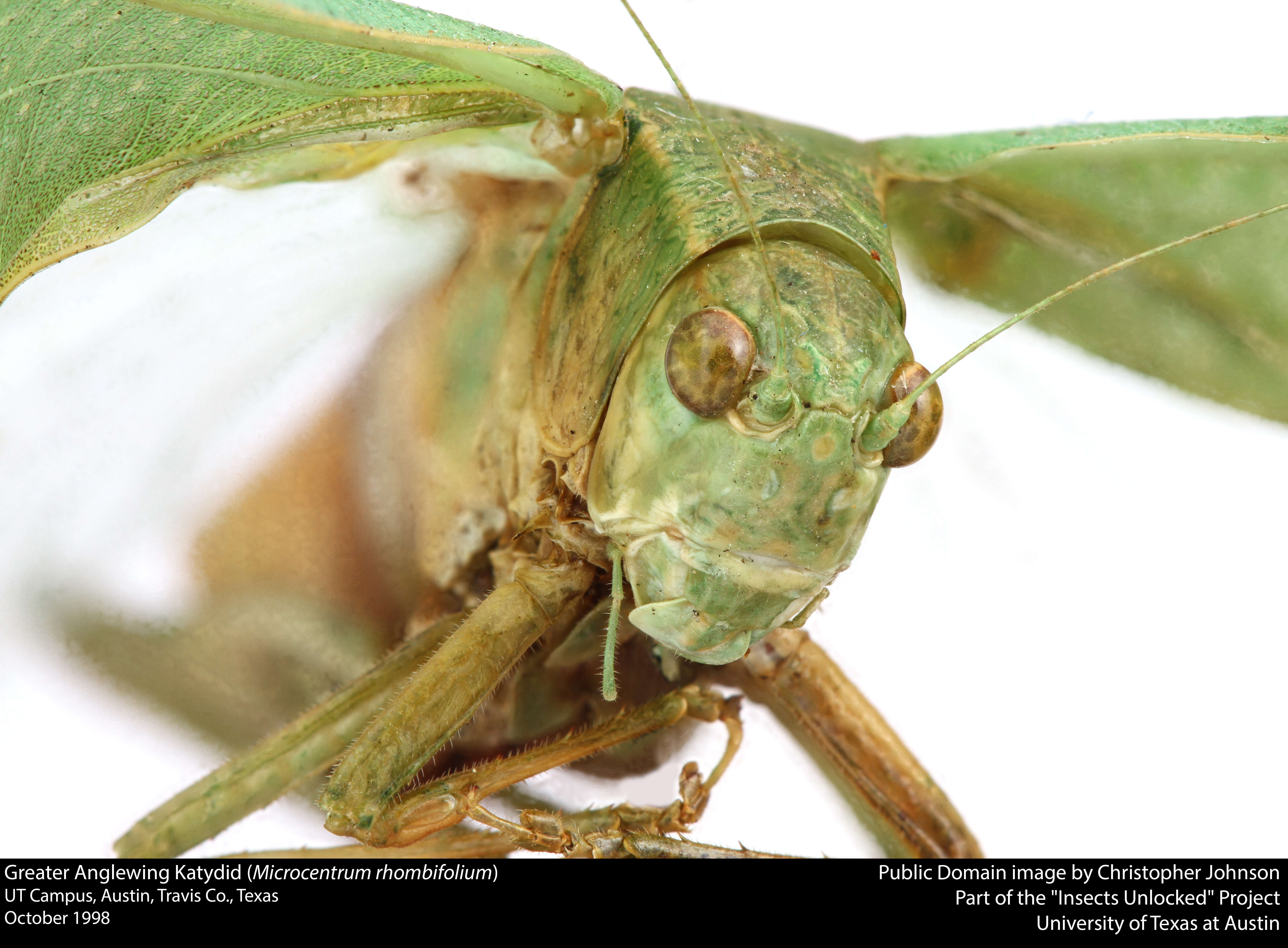 Image of Greater Angle-wing Katydid