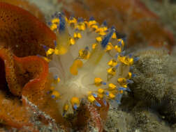 Image of Antiopella barbarensis (J. G. Cooper 1863)