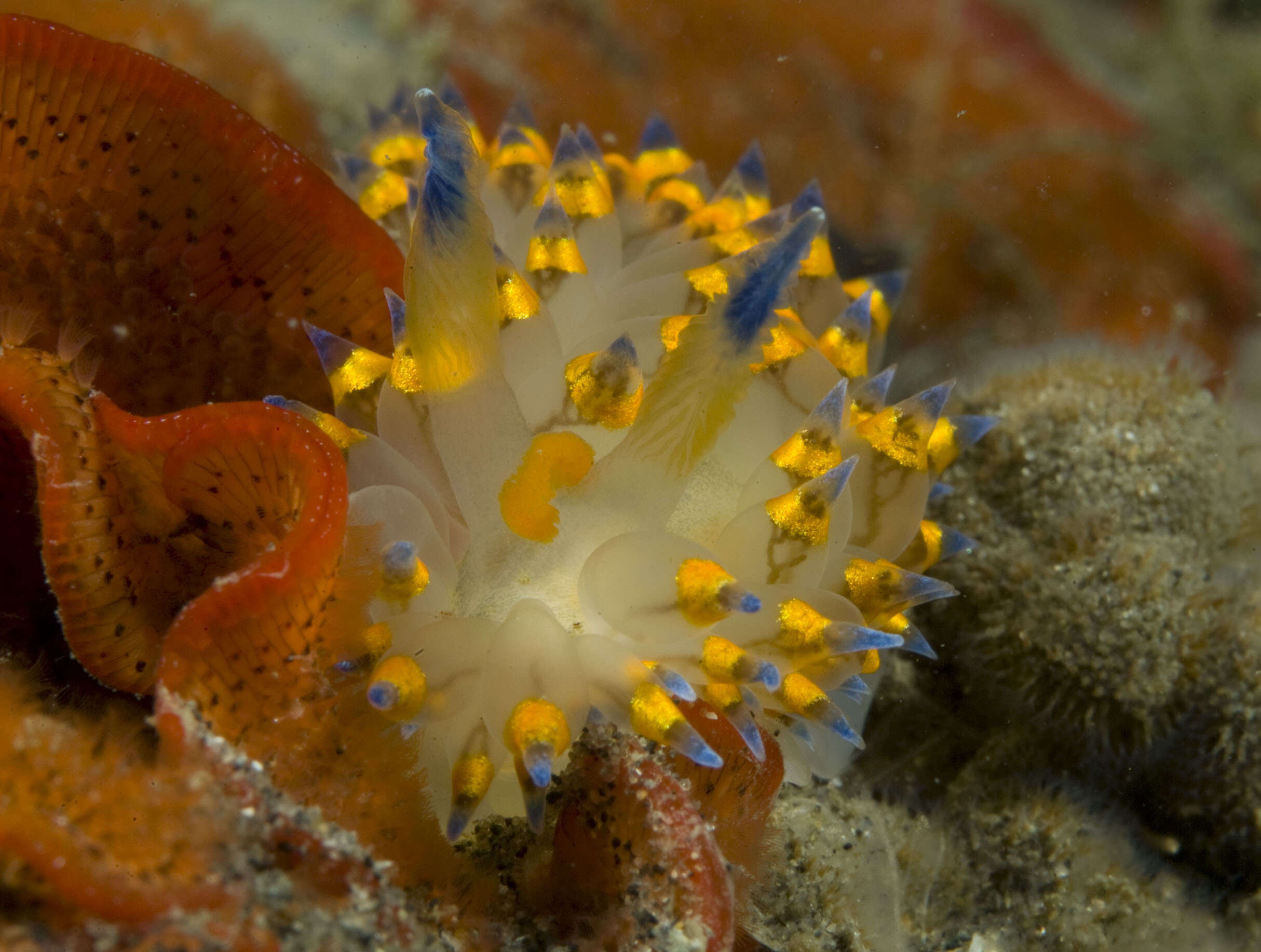 Plancia ëd Antiopella barbarensis (J. G. Cooper 1863)