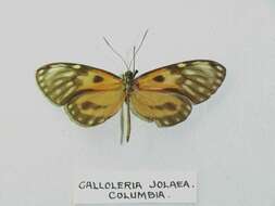 Image of Ceratinia iolaia Hewitson 1855