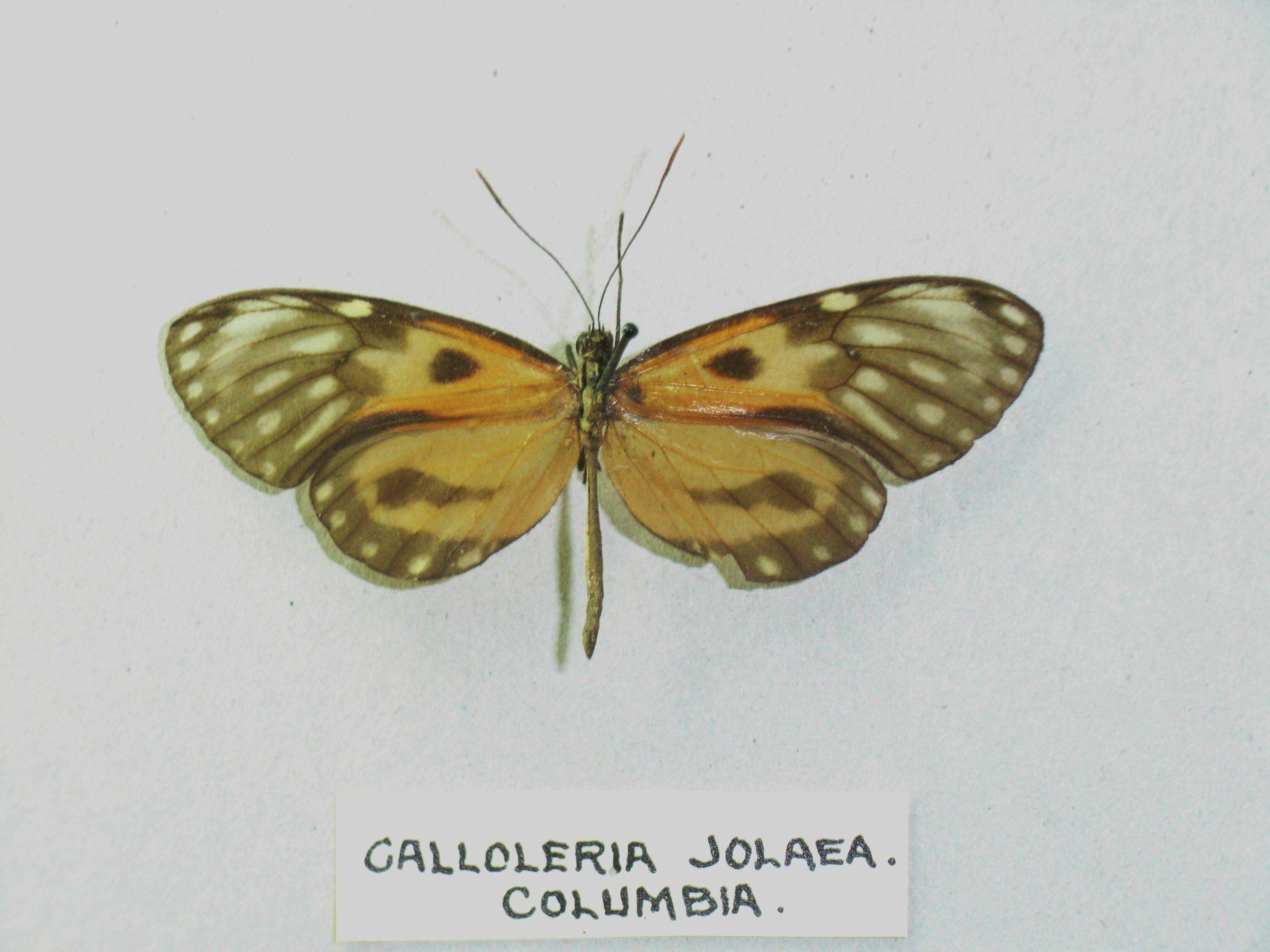 Imagem de Ceratinia iolaia Hewitson 1855