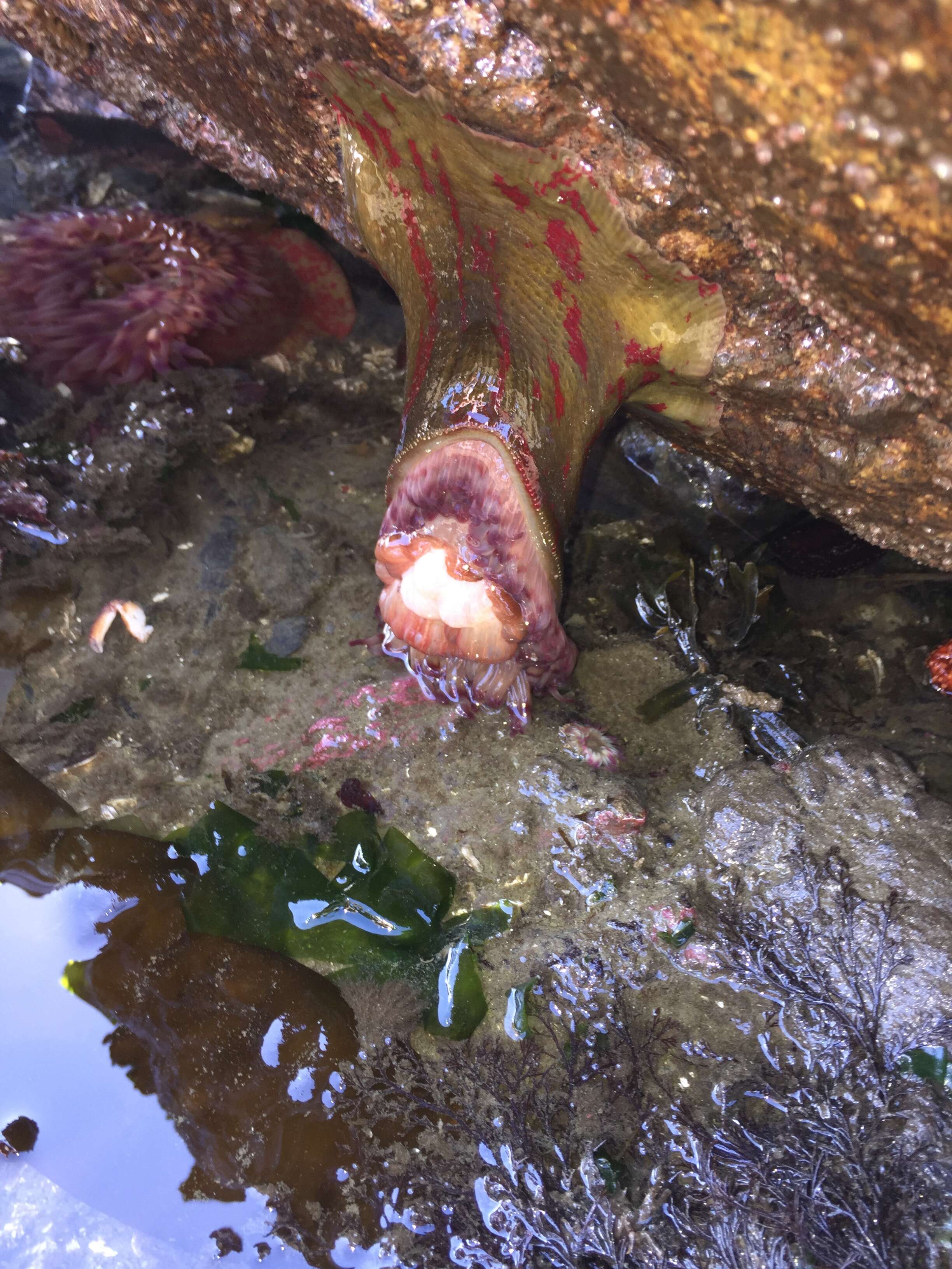 Image of Christmas anemone