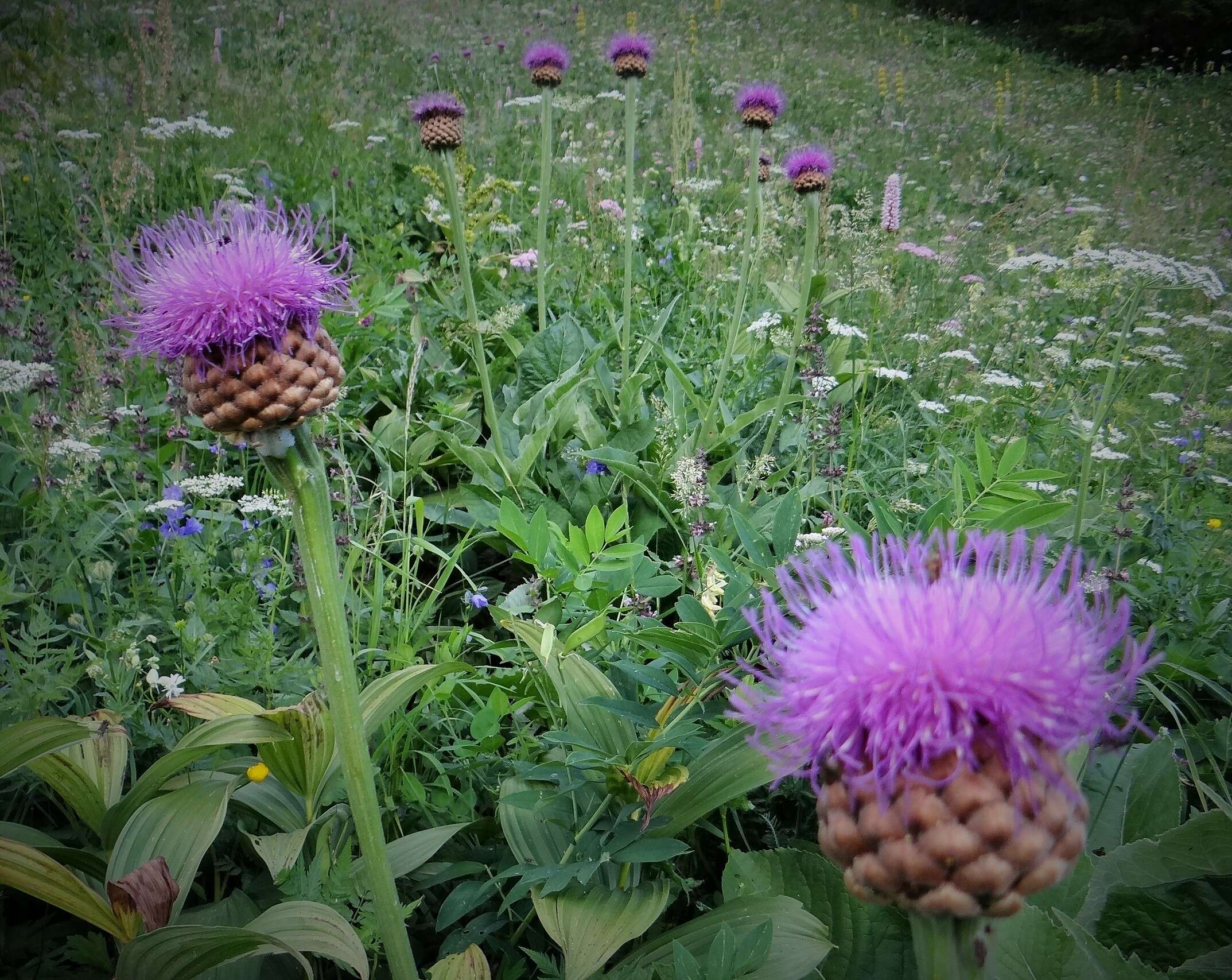 Image of Giant Scabiosa