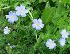 Imagem de Linum alpinum Jacq.