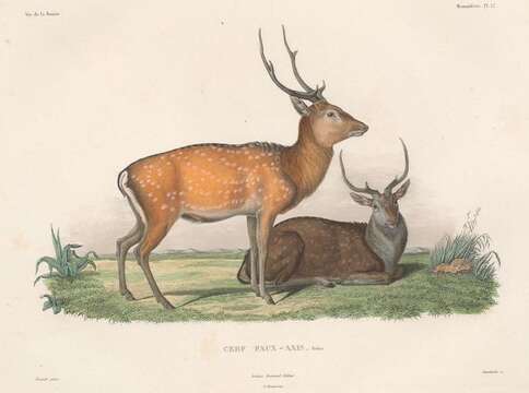 Sivun Cervus nippon pseudaxis Gervais 1841 kuva