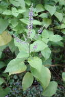 Image of common coleus