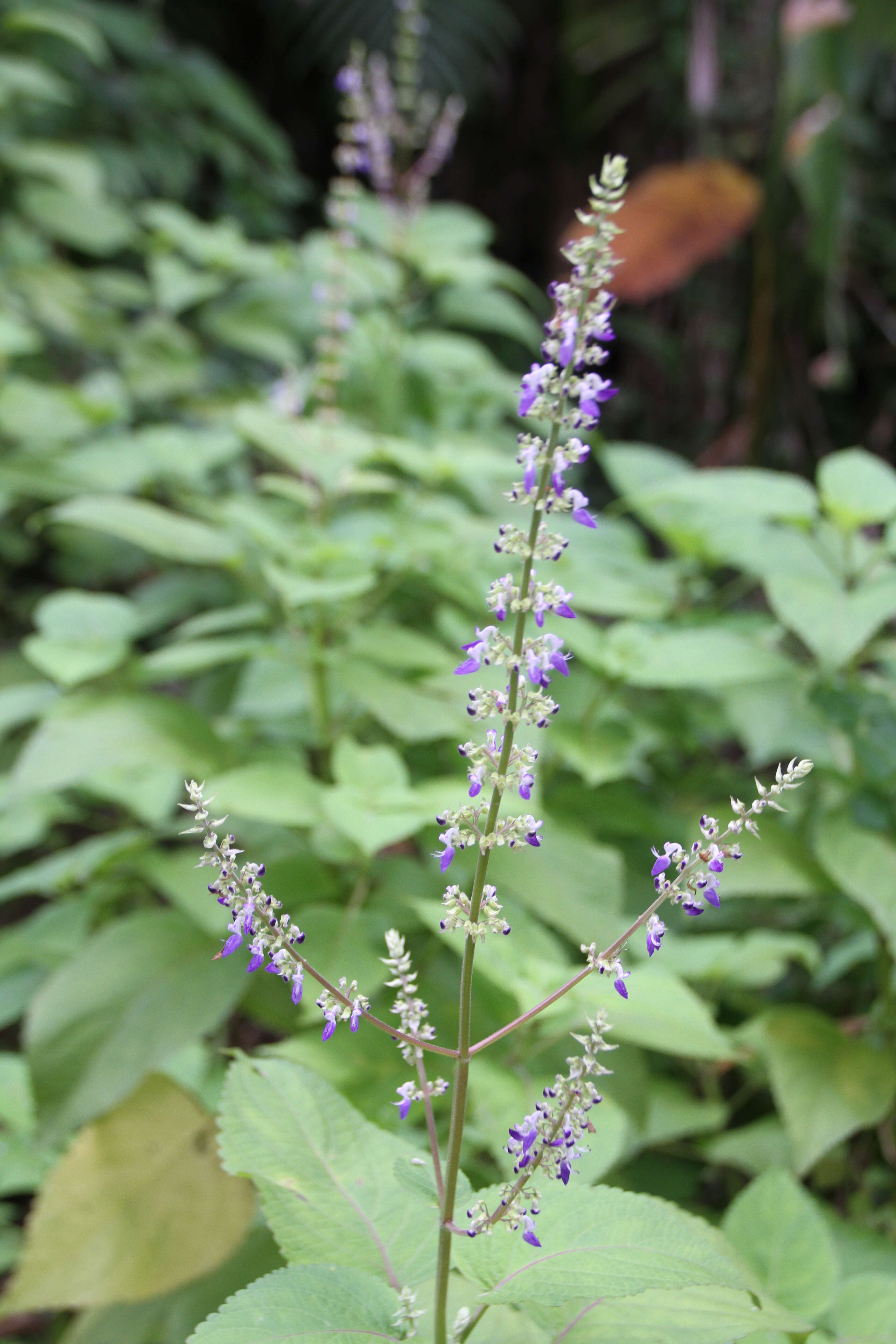 Image of common coleus