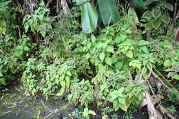 Image of common coleus