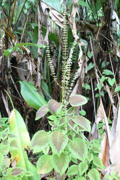 Image of common coleus