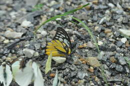 Image of Prioneris thestylis (Doubleday 1842)