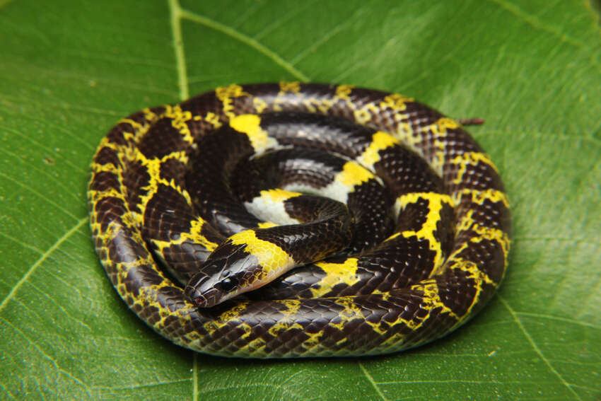 Image of Laos Wolf Snake