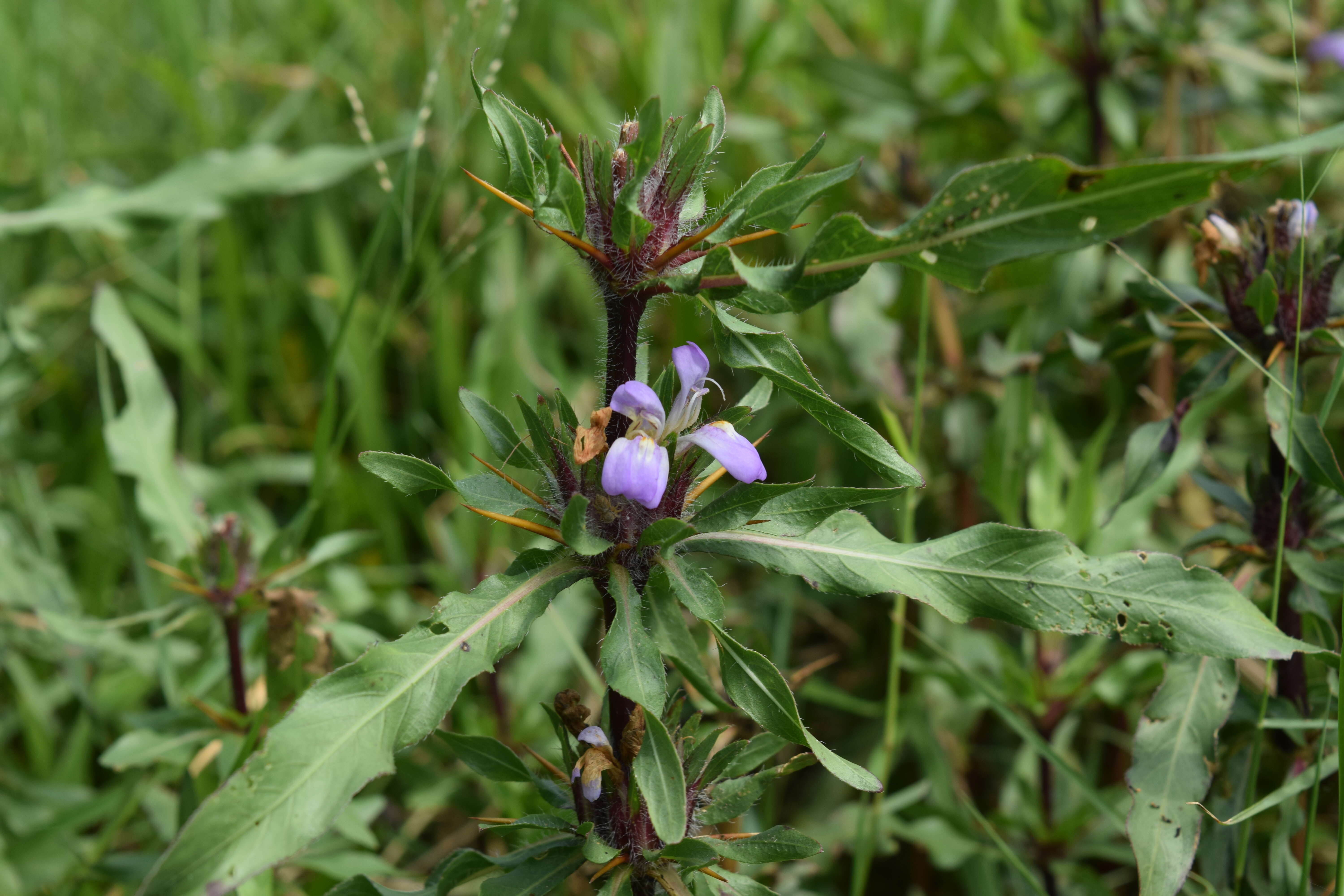 Image of Hygrophila schulli (Buch.-Ham.) M. R. Almeida & S. M. Almeida