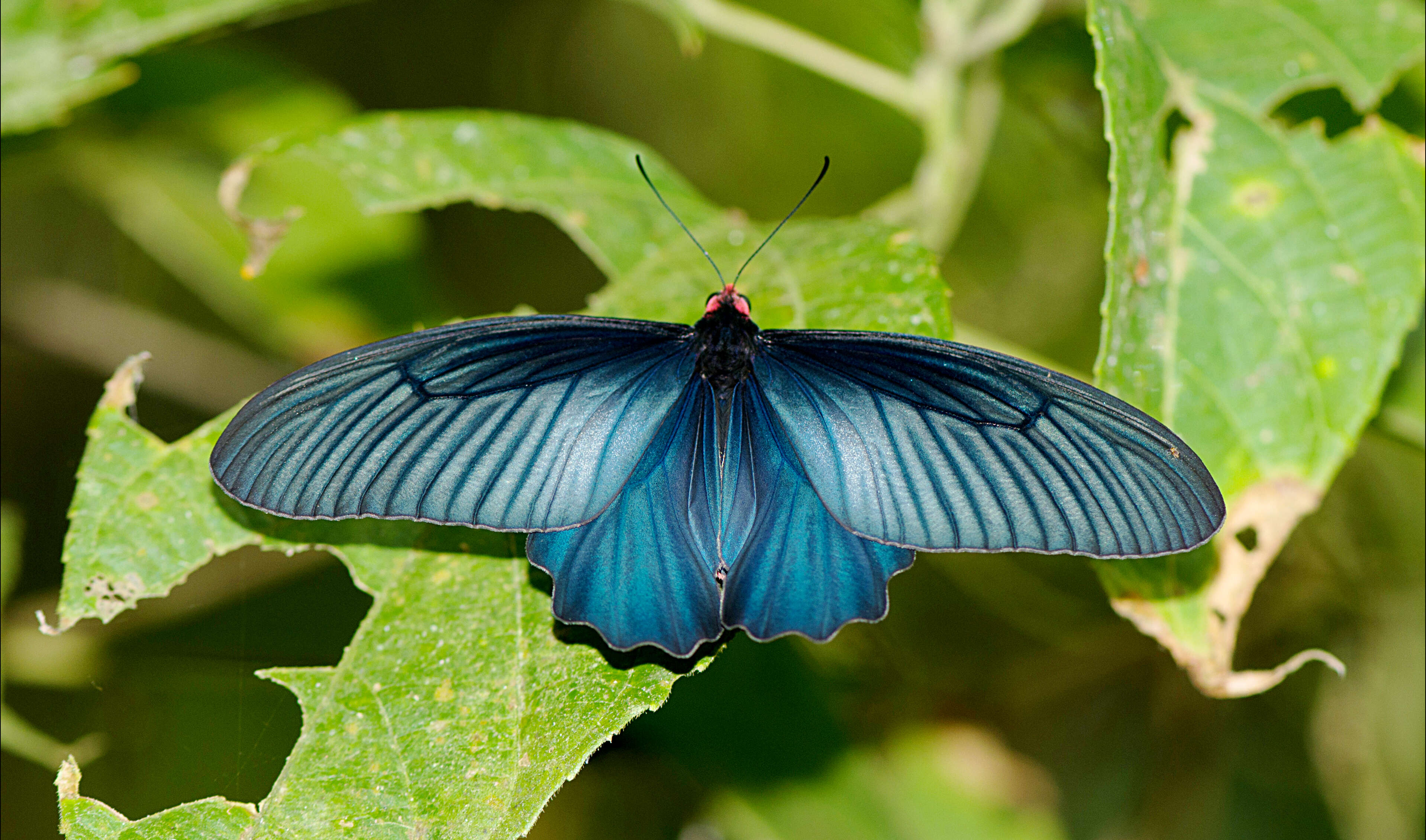 Image of Atrophaneura varuna (White 1842)