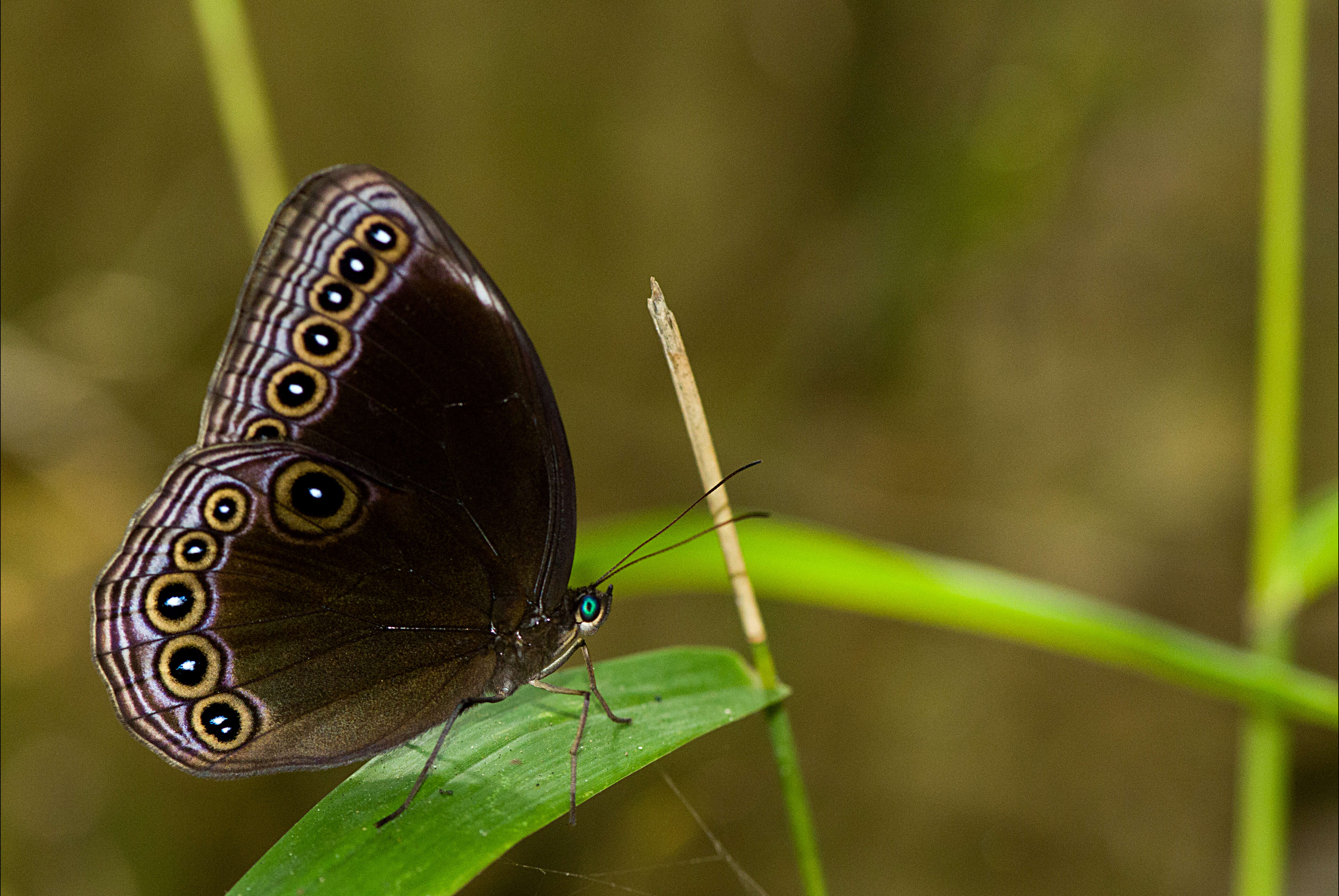 Imagem de Ethope himachala Moore 1857