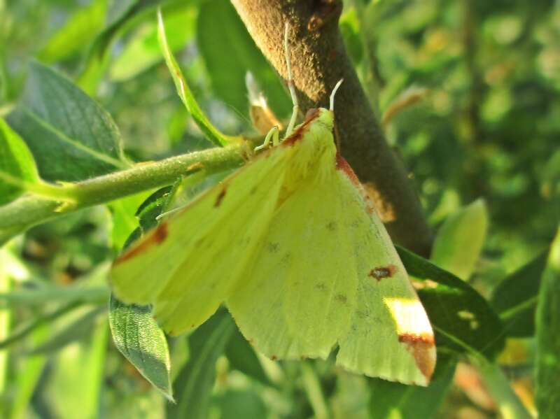 Image of brimstone moth