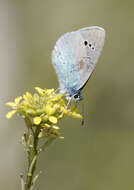 Image of Green-underside Blue