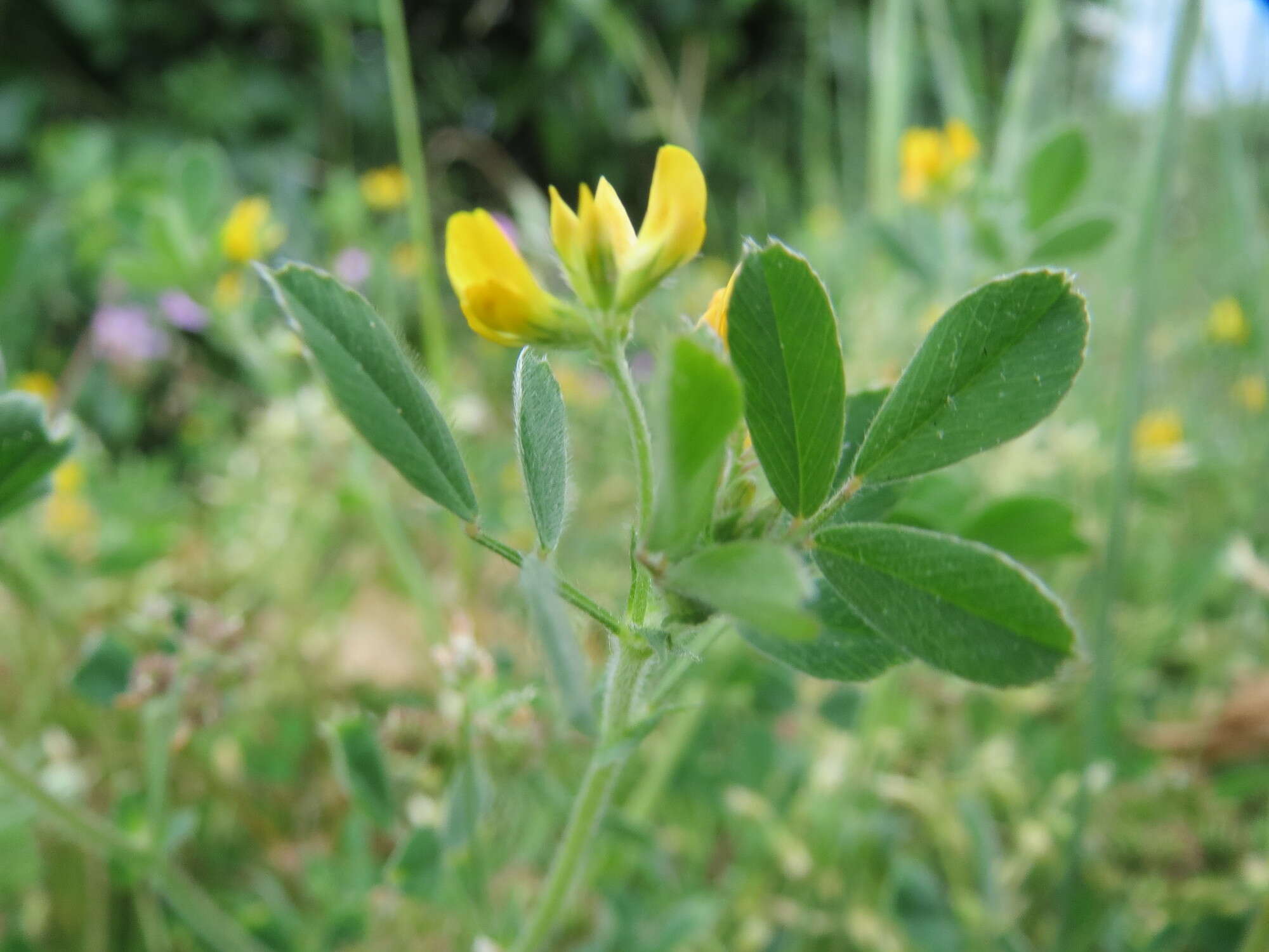 Image of bur medick