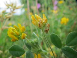 Image of bur medick