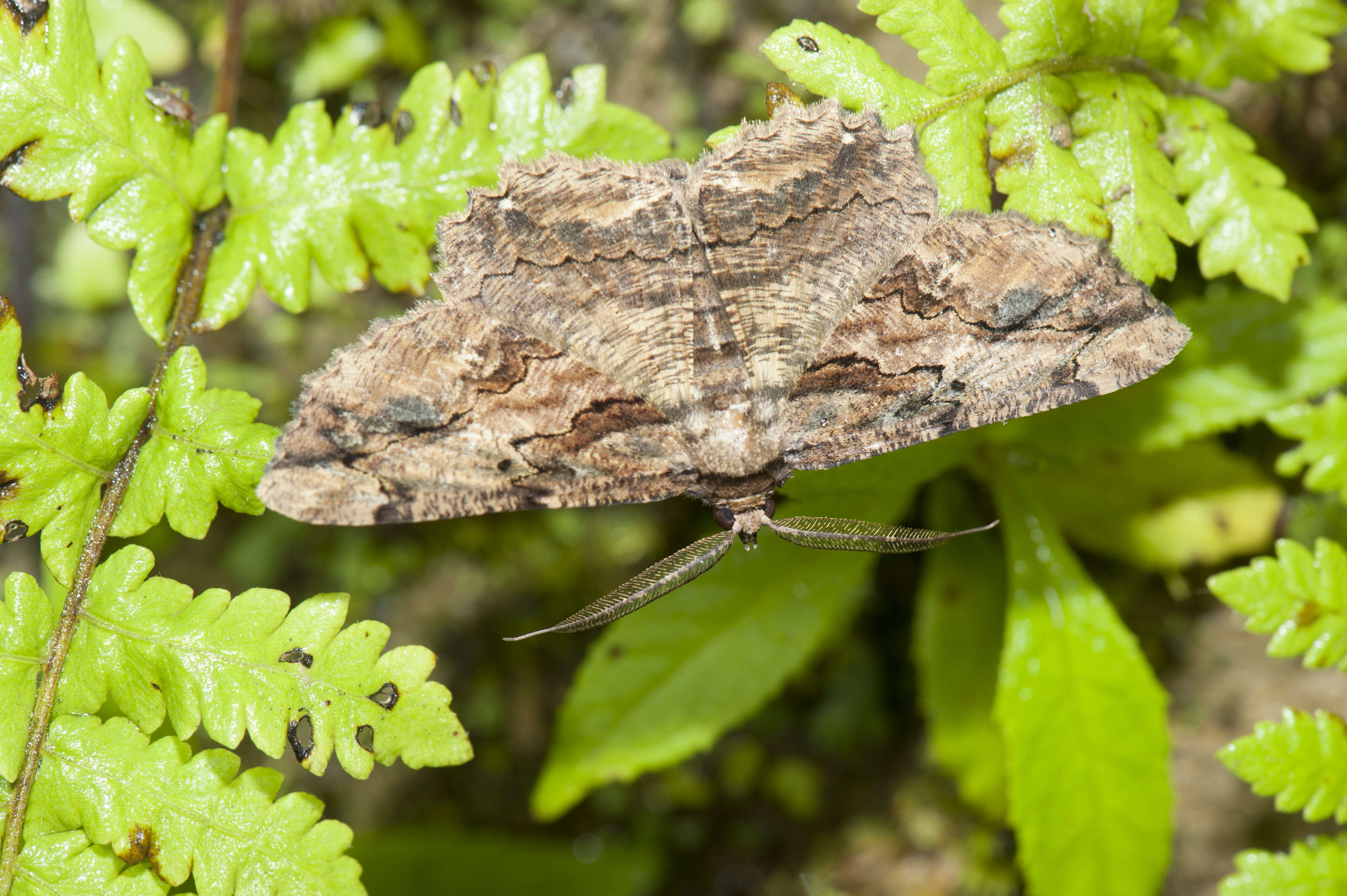 Image of Menophra anaplagiata Sato 1984