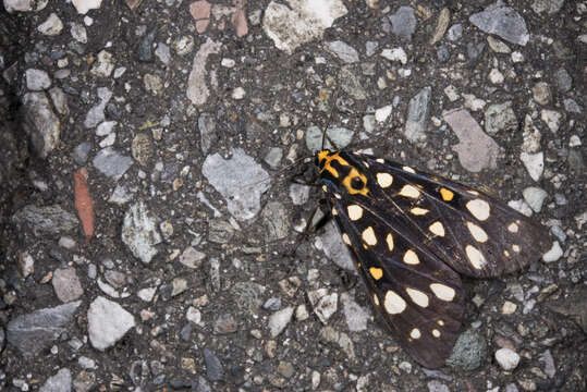 Image of Aglaomorpha histrio (Walker 1855)