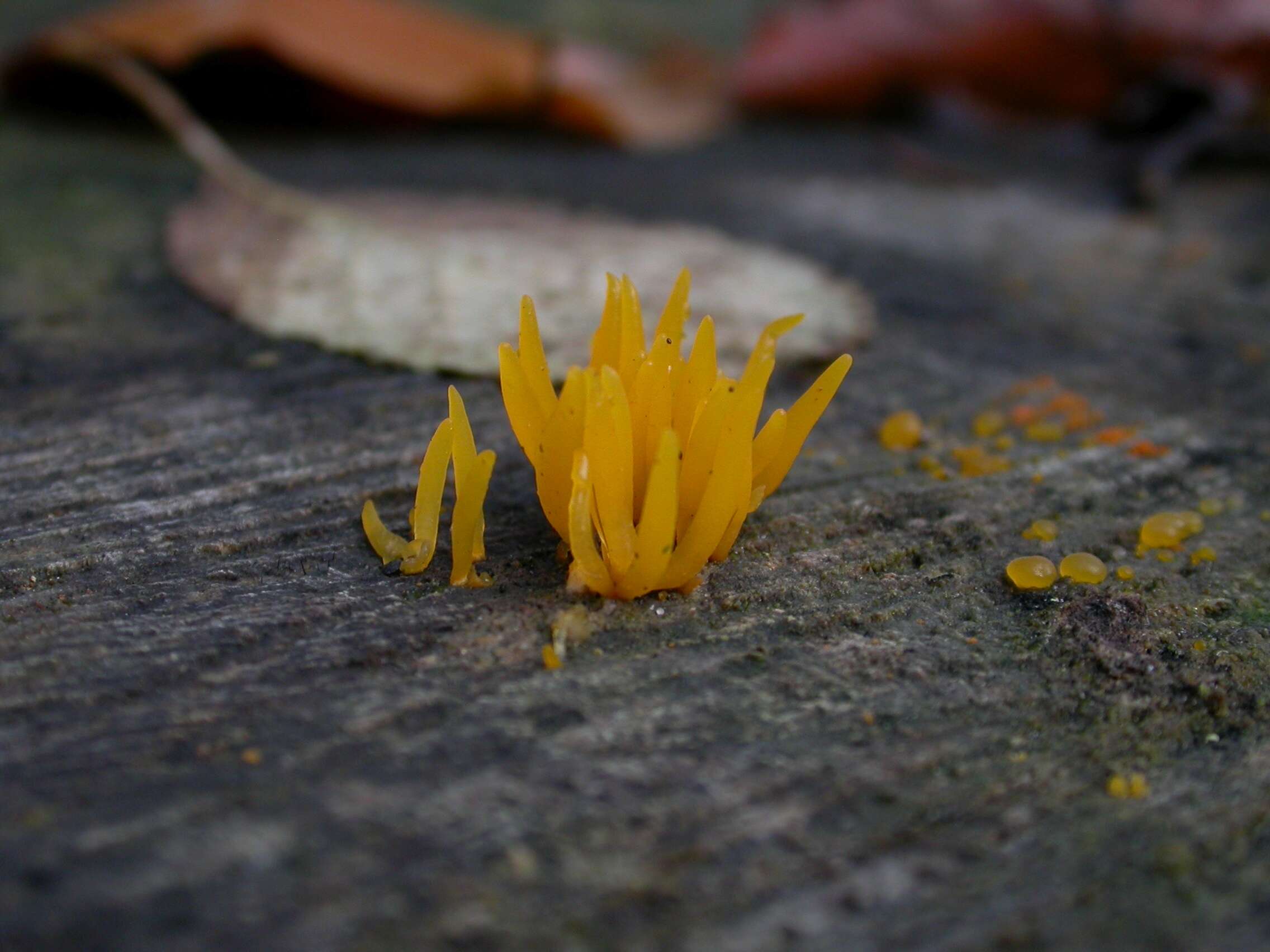 Image of Calocera cornea (Batsch) Fr. 1827