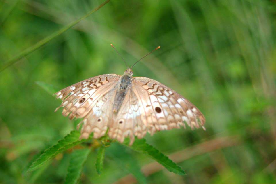 Image of White Peacock