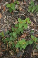 Olearia tomentosa (Wendl.) DC. resmi