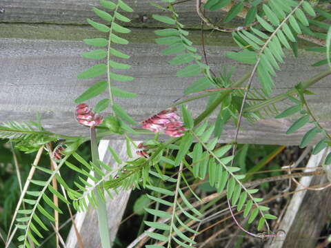 Vicia nigricans Hook. & Arn. resmi