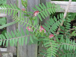 Image of black vetch