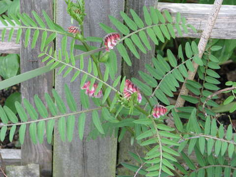 Vicia nigricans Hook. & Arn. resmi