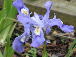 Image of crested iris