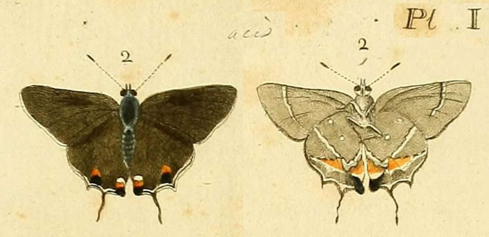 Plancia ëd Strymon acis (Drury (1773))