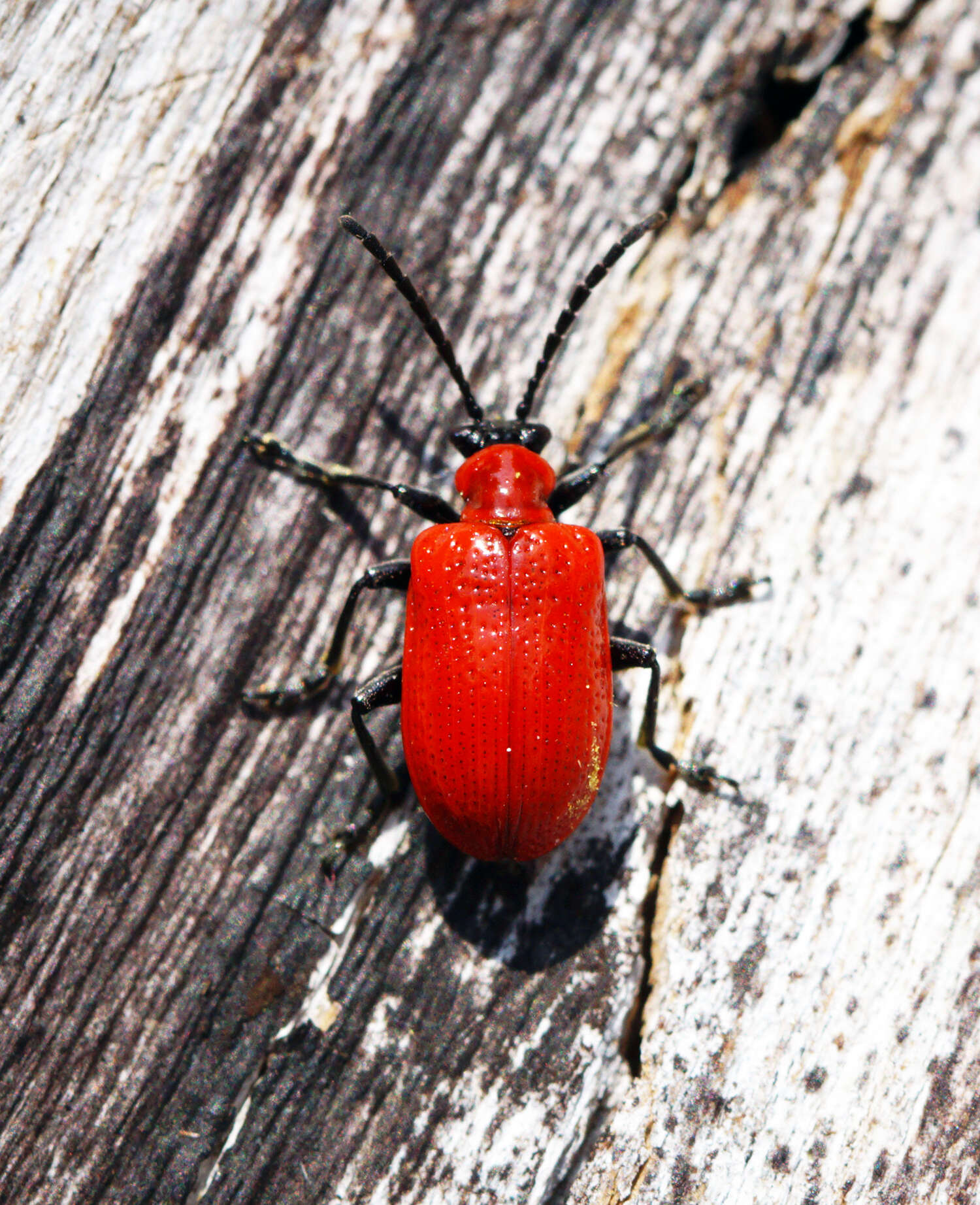 Image of Scarlet lily beetle